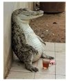 pet alligator.jpg