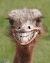 emu.jpg