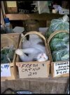 catnip.jpg