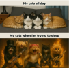 cats.png