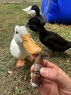 IMG_6916.jpeg