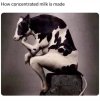 milk concentrate.jpg