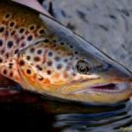 madurotrout