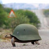 Sammy Turtle