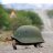 Sammy Turtle