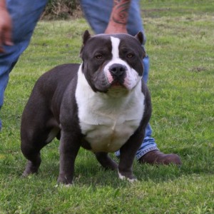 Triple D Kennels