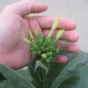 Tobacco Plants