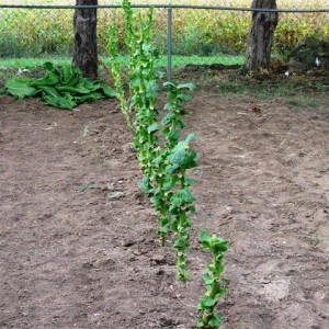 The Great Tobacco plant project