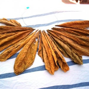 Curing and Fermenting