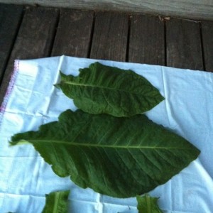 July 24 2013 tobacco