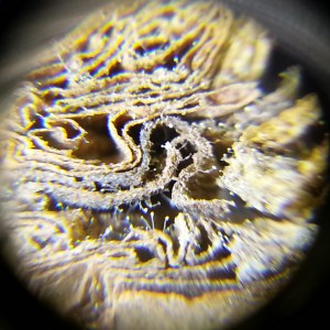 Defending against mold