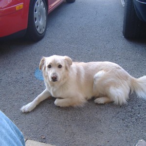 The dog...