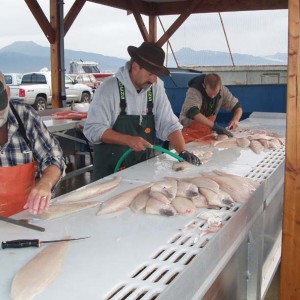 Cleaning.and.Filleting.the.Halibut.jpg