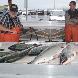 Preparing.to.Clean.and.Fillet.the.Salmon.jpg