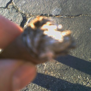 Opus maddie nub
