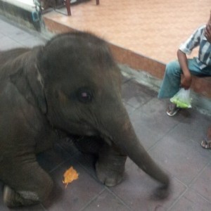 baby elephant