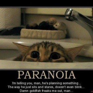 paranoid Cat
