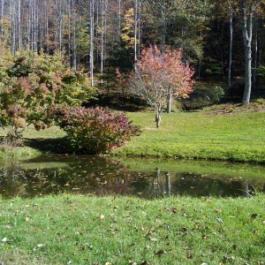 Pond In fall