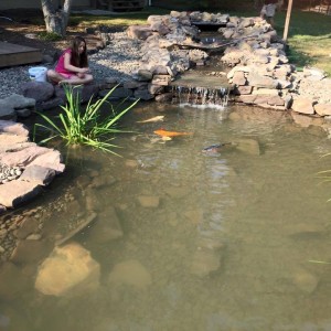 Koi Pond 1