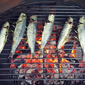 Grilled sardines