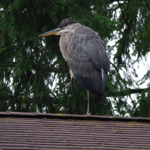 BlueHeron