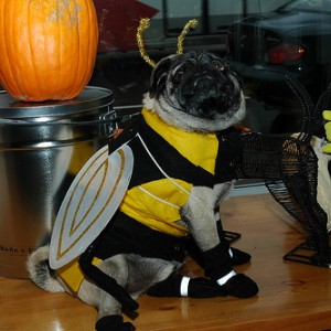 It's a beedog