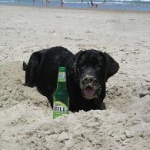 Bentley.jpg