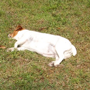 Mandy basking in the sun...