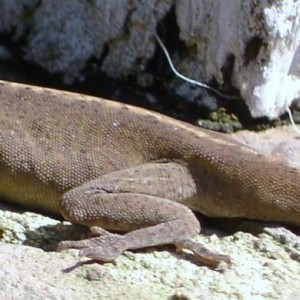 Little critter enjoying the warm day