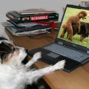 Doggy Porn