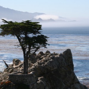 Cypress Pt