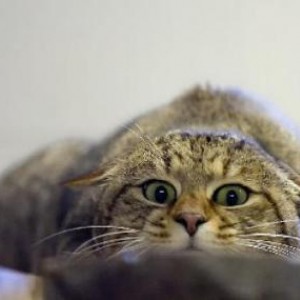 kitty kitty