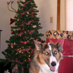 zig tree
