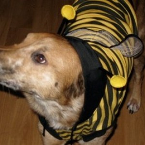 Buddy2.jpg