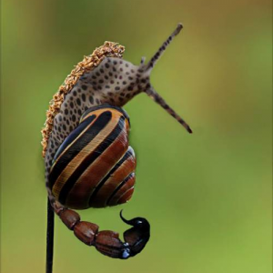 snail2.png