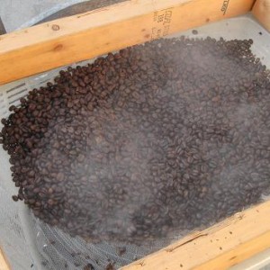 Freshly Roasted Beans