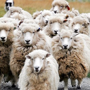 countingsheep