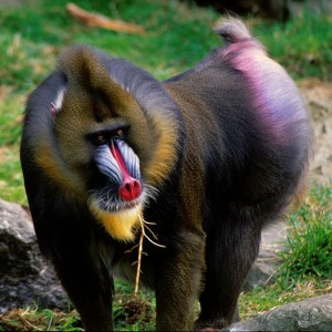 mandrill.jpg