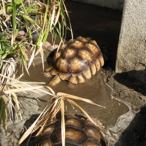 Tort's