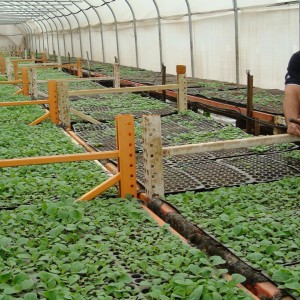 Greenhouse containing the seedlings that have been planted.  Once they grow a bit more, they will be transplanted into the fields.