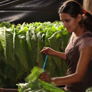 Girl tying freshly harvested tobacco leaves to the "cuje"
