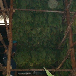 Once tied to the cuje, the tobacco is hoisted up in the air to dry in the barns