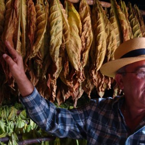 Pepin shows us some leaves during the drying process