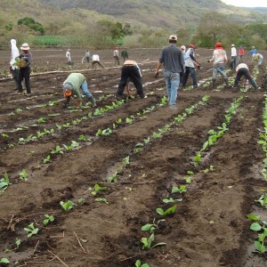 Seedlings being transplanted into the field