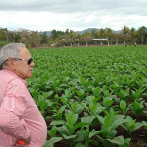 Don Orlando Padron looking at one of his many fields