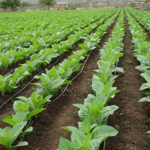 Since this field isn't too big, drip irrigation is used here.  The larger the field, the less cost effective it is.