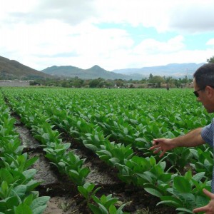 This is a much larger field, and Jorge explains the difference in the two irrigation systems.