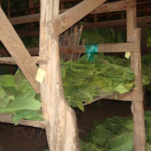 Fresh Padron tobacco brought in from the fields that haven't been hung up to dry yet