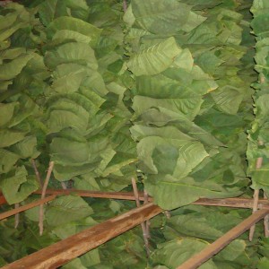 One of many barns with freshly hung tobacco leaves