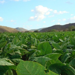 One of Padron's fields in Condega....a thing of beauty.